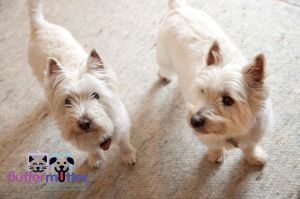 2-westies-Belle-Sherman-Okeana-Ohio.jpg