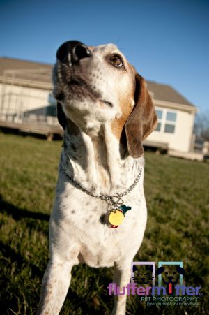 Fluffermutter-hound-dog-photographer.jpg