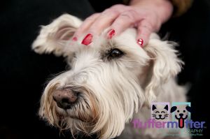 Hand-on-head-Micky-best-Dayton-dog-photographer.jpg