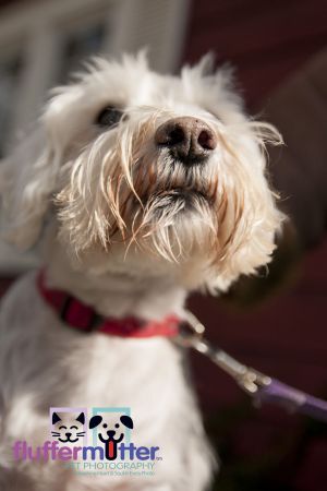 Micky-schnauzer-ohio-dog-photographer.jpg