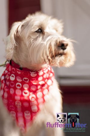 Micky-schnauzer-photography.jpg