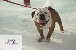 Springfield-Ohio-2013-Dog-Splash-bull-dog.jpg