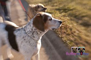 Walking-dogs-location-dog-photography.jpg