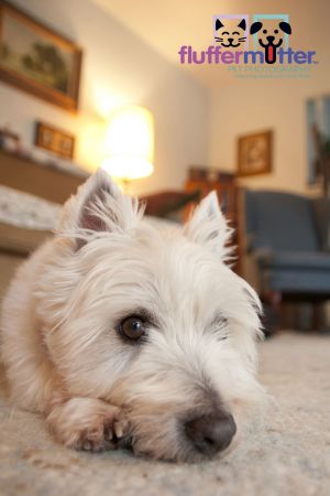 Westie-photo-kettering-pet-photography.jpg