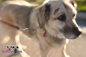 brown-dog-walk-alena-hagedorn-fluffermutter.jpg