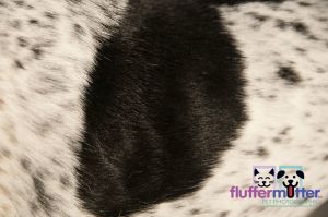 dog-fur-dayton-pet-photographer.jpg