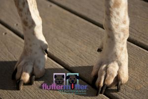 dog-paws-Springfield-pet-photographer.jpg