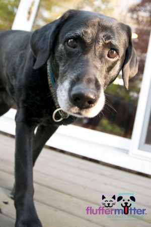 dog-photography-ohio-black-lab.jpg