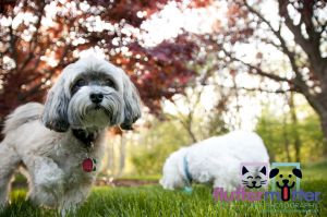 dogs-in-yard-on-location-photograph.jpg