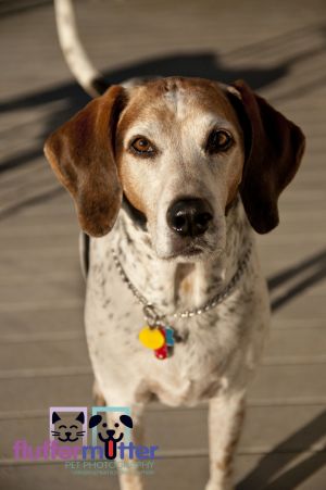 hound-dog-photography-ohio.jpg