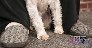 ohio-pet-photographer-Micky-andmom-feet.jpg