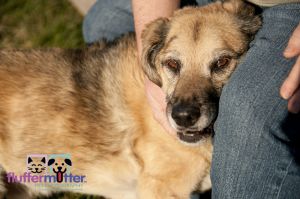 snuggle-dog-fluffermutter-pet-photography.jpg